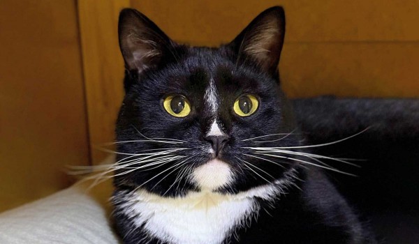 «Мосфото» подготовило подборку снимков котов, которых можно забрать из приютов