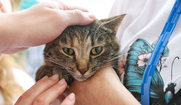 Новых владельцев нашли 764 кошки из столичных приютов