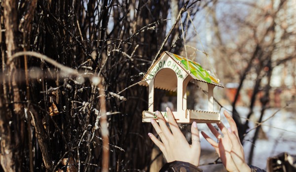 Сергунина: Волонтерский корпус  для помощи орнитологам создадут в Москве