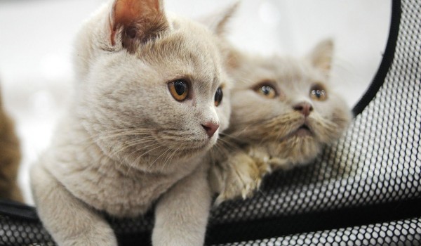 Муся, Кузя и Вася оказались наиболее востребованными кличками кошек в начале 2026 года