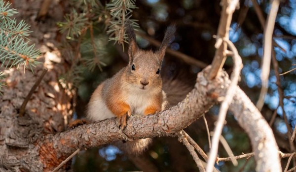 Фотоконкурс «Дикое, но симпатичное» пройдет на ВДНХ 3 марта