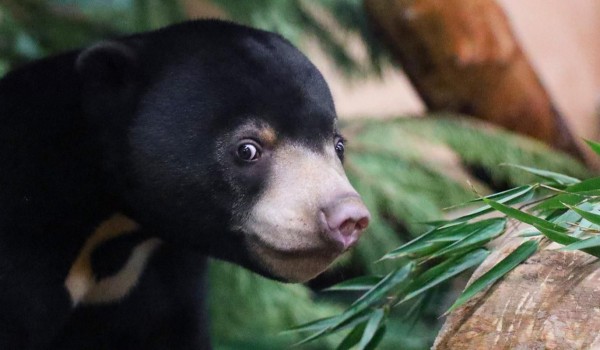 Коллекция Московского зоопарка пополнилась еще 30 уникальными животными