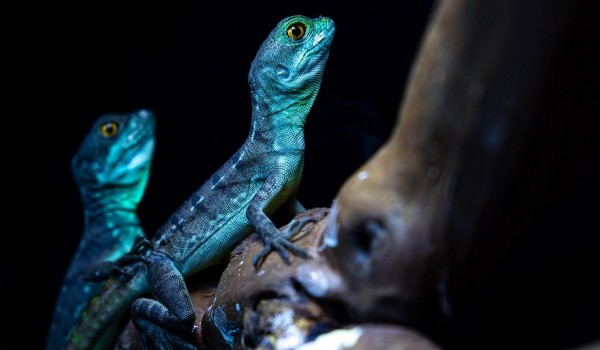 Илистых прыгунов и василисков теперь можно увидеть в «Москвариуме» на ВДНХ