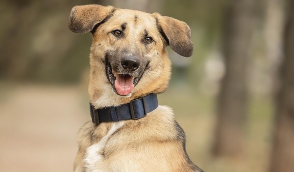 Животные из городских приютов стали героями праздничных открыток к 8 Марта
