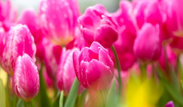 Собянин поздравил москвичек с 8 Марта