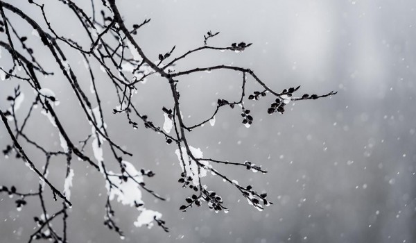 Синоптик Леус: Москва пережила самую холодную ночь с начала весны