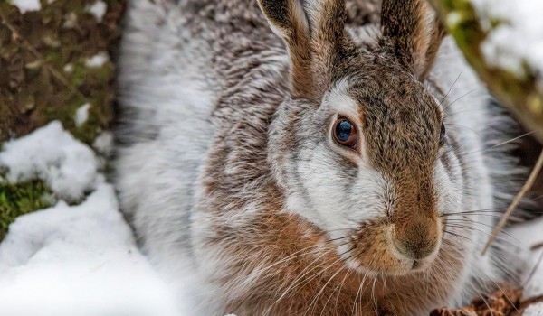 Кормушки для зайцев установили в национальном парке «Лосиный Остров»
