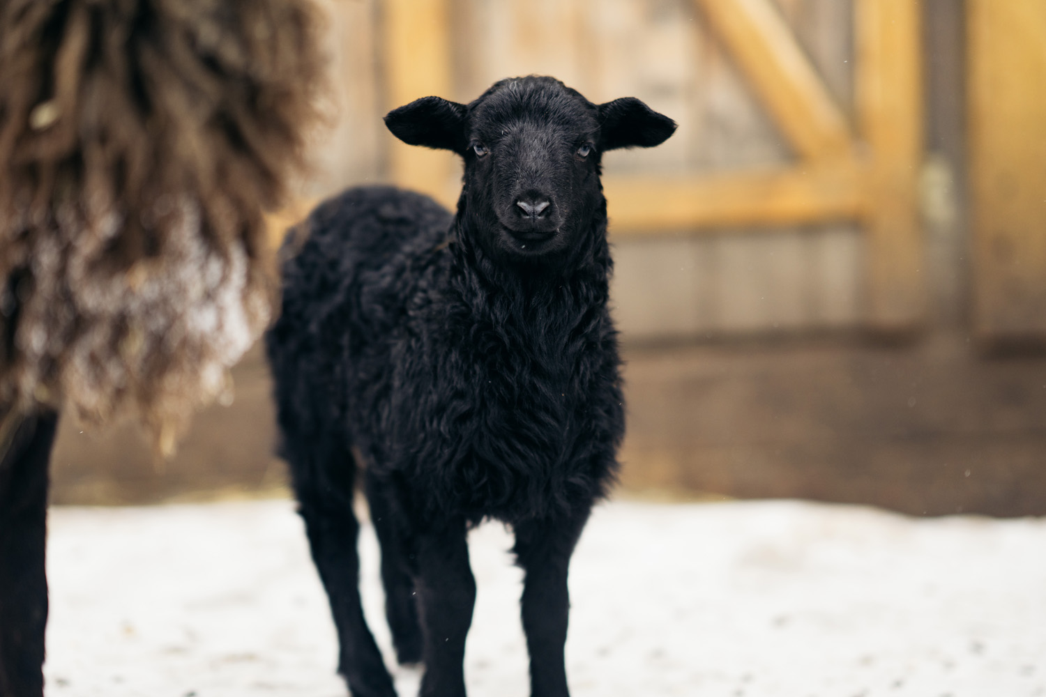 Черная овечка родилась на «Городской ферме» ВДНХ -пишет  icmos.ru