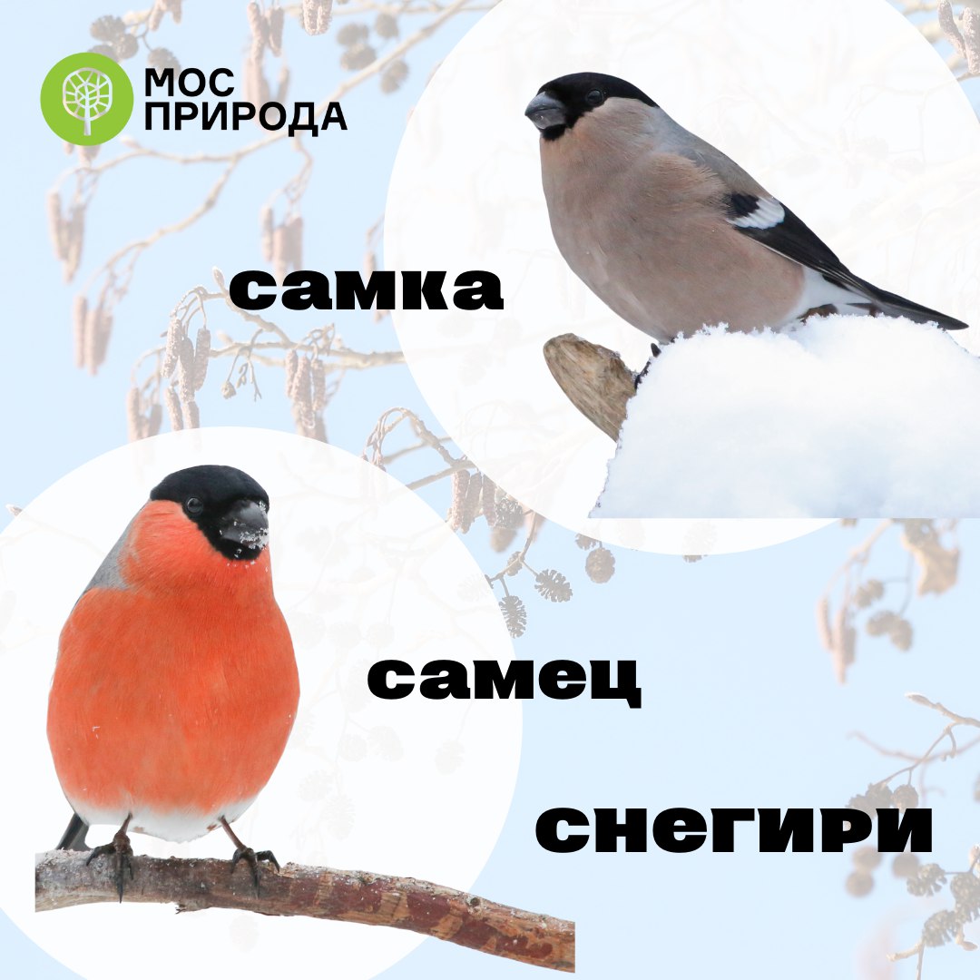 Не только «красные грудки»: Москвичам предложили узнать интересные факты о  снегирях
