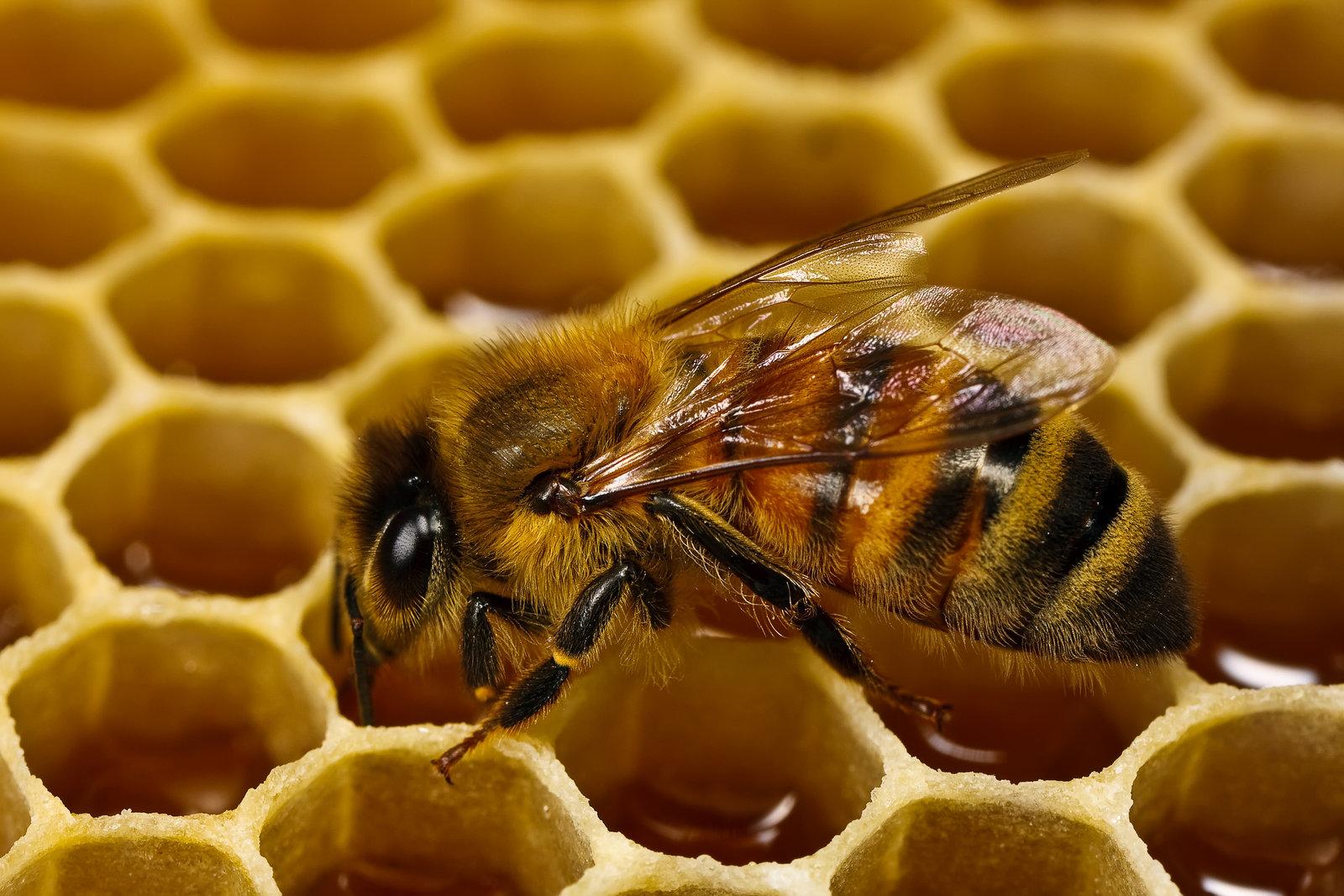 Качественный улей для пчел
