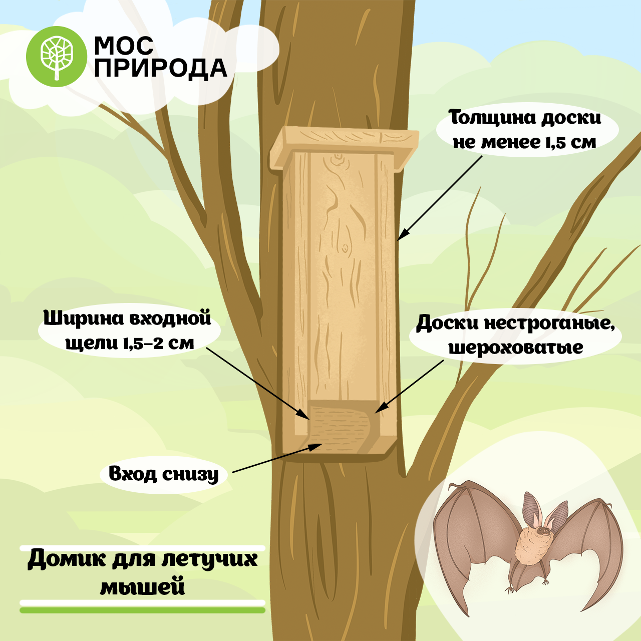 Эксперты рассказали, что делать, если в дом залетела летучая мышь