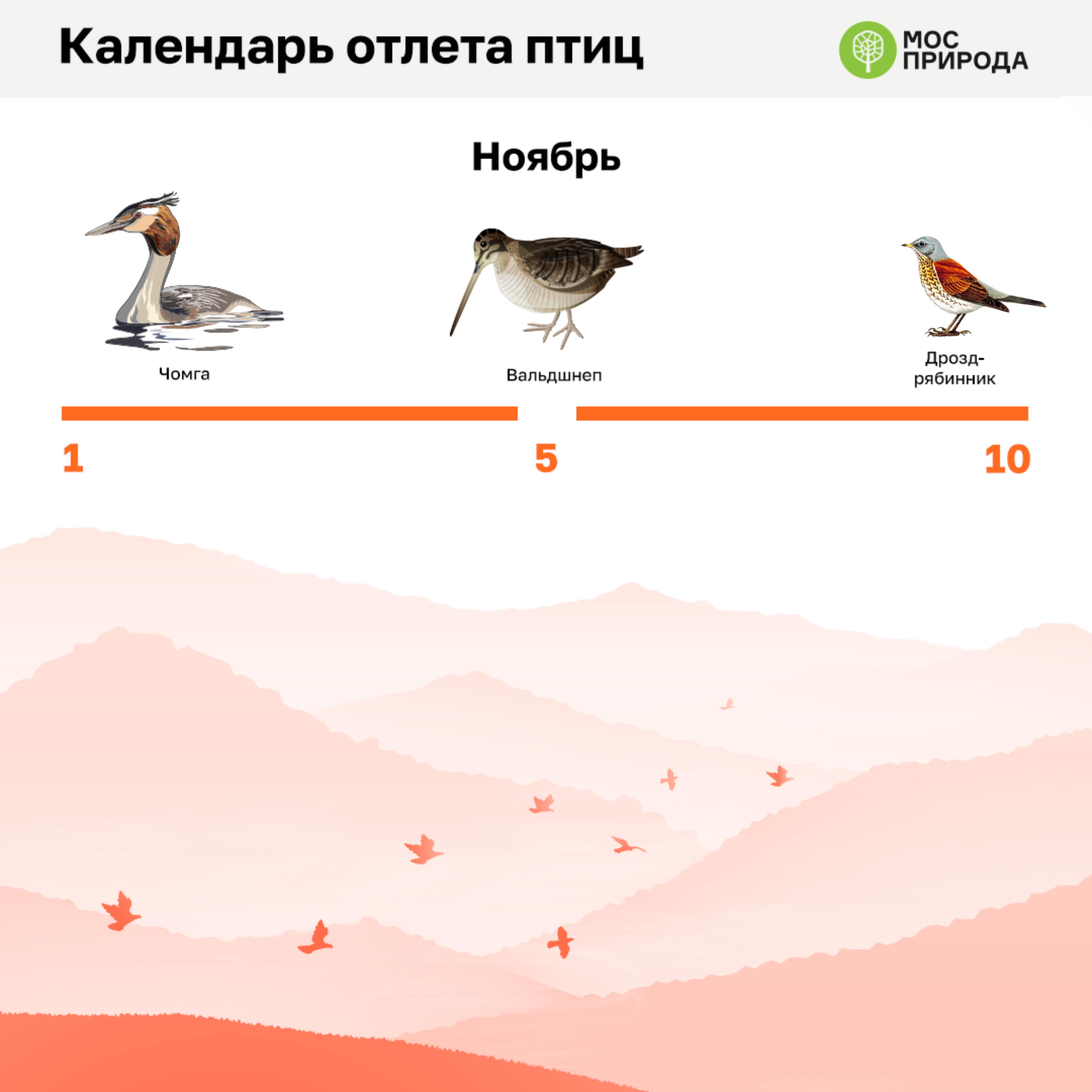 Птицы не улетающие в теплые края огэ. Календарь отлета птиц. Отлет перелетных птиц. Порядок отлёта птиц в тёплые края. Когда птицы улетают в теплые края.