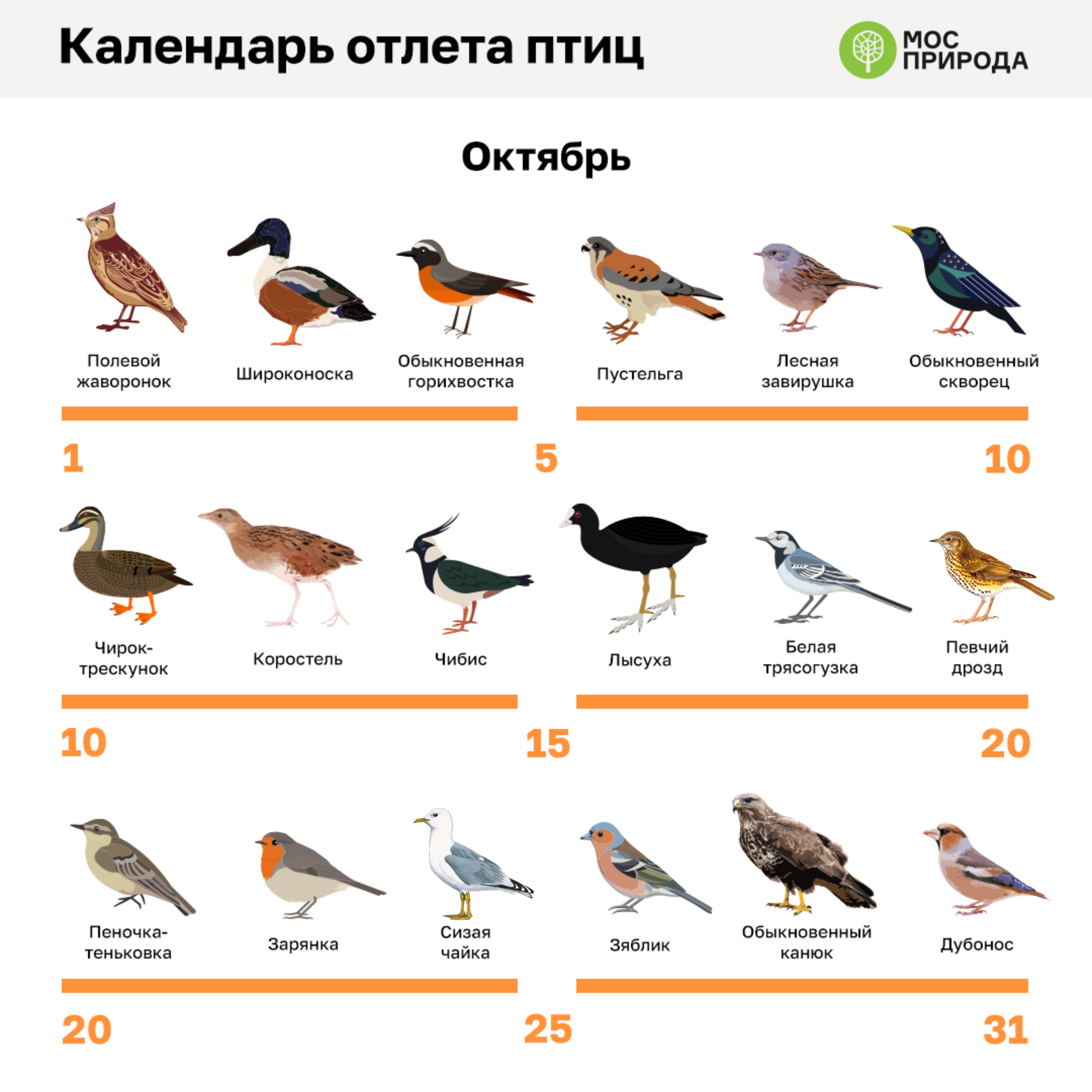 Фото и описание птиц Подмосковья